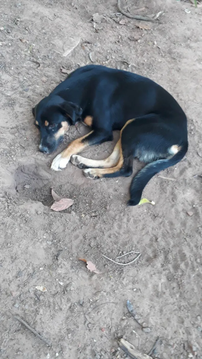 Cachorro ra a SRD-ViraLata idade 7 a 11 meses nome Bela