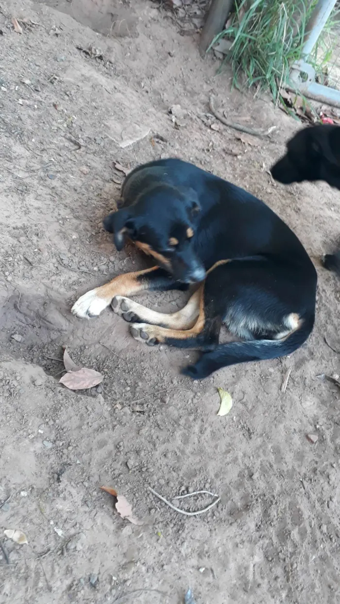 Cachorro ra a SRD-ViraLata idade 7 a 11 meses nome Bela