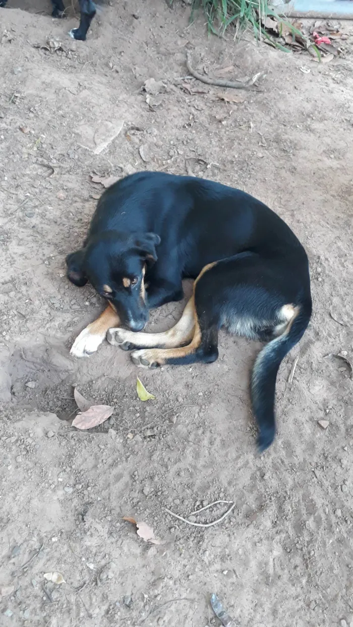 Cachorro ra a SRD-ViraLata idade 7 a 11 meses nome Bela