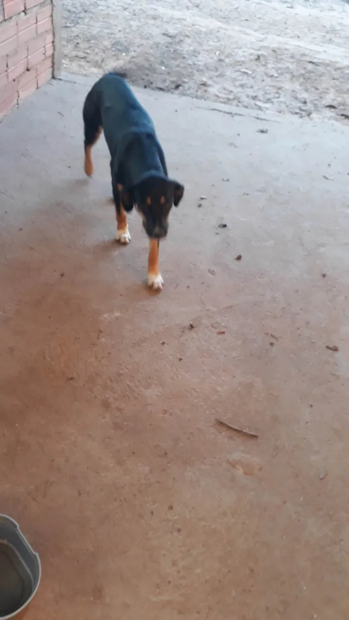 Cachorro ra a SRD-ViraLata idade 7 a 11 meses nome Bela