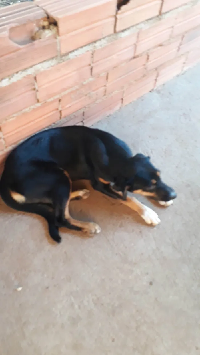 Cachorro ra a SRD-ViraLata idade 7 a 11 meses nome Bela