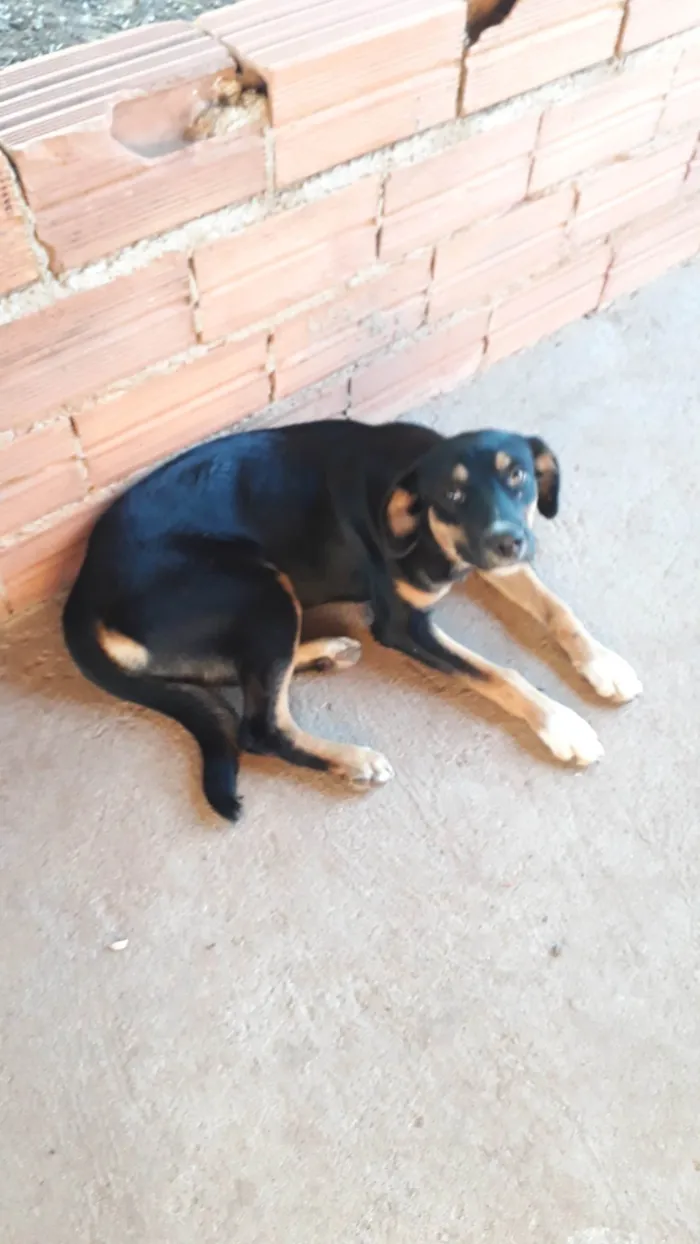 Cachorro ra a SRD-ViraLata idade 7 a 11 meses nome Bela