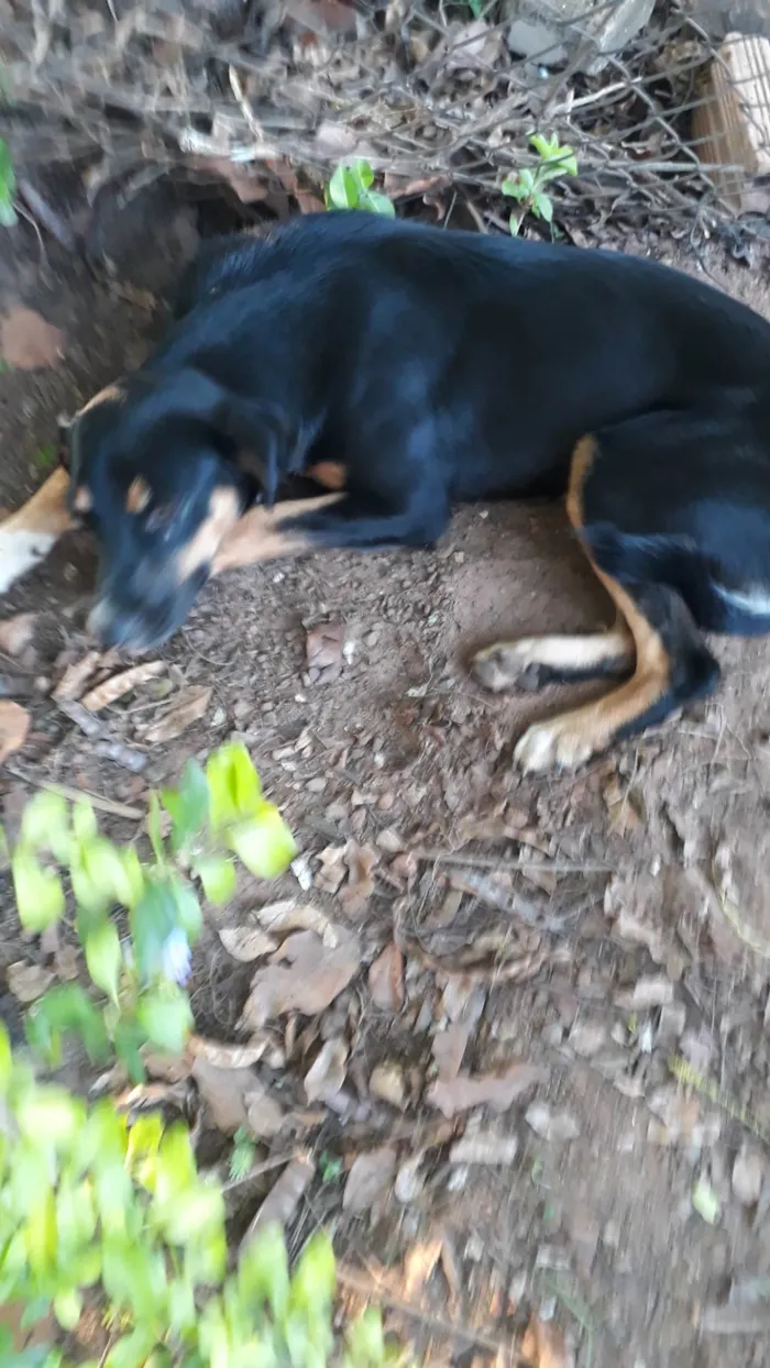 Cachorro ra a SRD-ViraLata idade 7 a 11 meses nome Bela