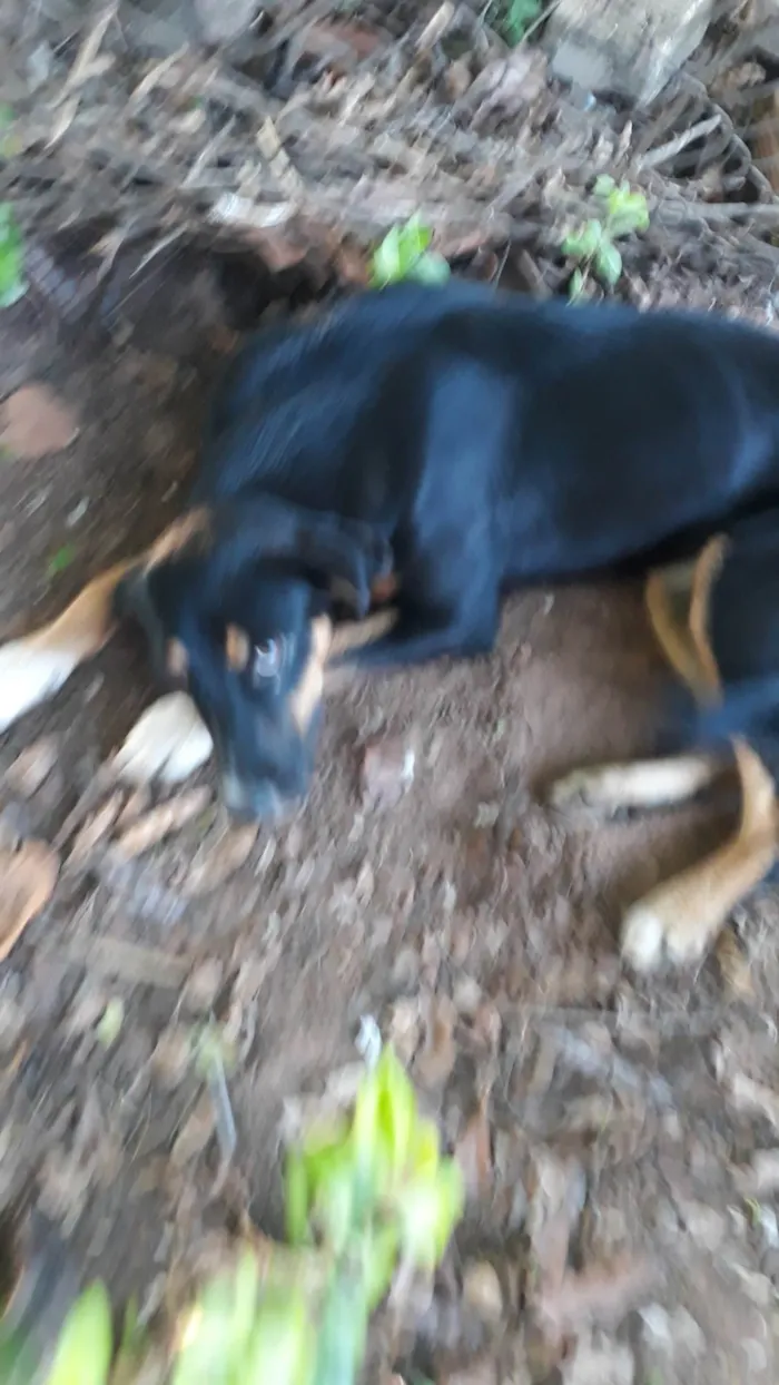 Cachorro ra a SRD-ViraLata idade 7 a 11 meses nome Bela