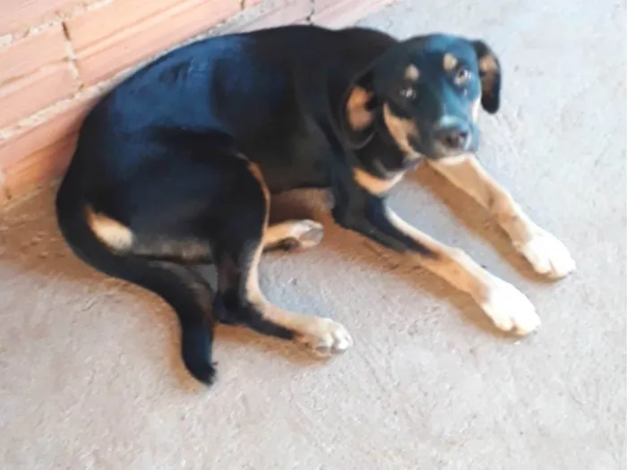 Cachorro ra a SRD-ViraLata idade 7 a 11 meses nome Bela