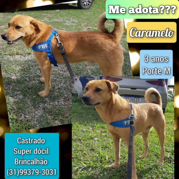 Cachorro ra a SRD-ViraLata idade 3 anos nome Caramelo