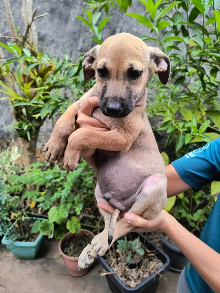 Cachorro ra a SRD-ViraLata idade 2 a 6 meses nome Ainda sem none