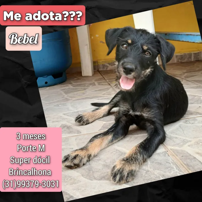 Cachorro ra a SRD-ViraLata idade 2 a 6 meses nome Bebel