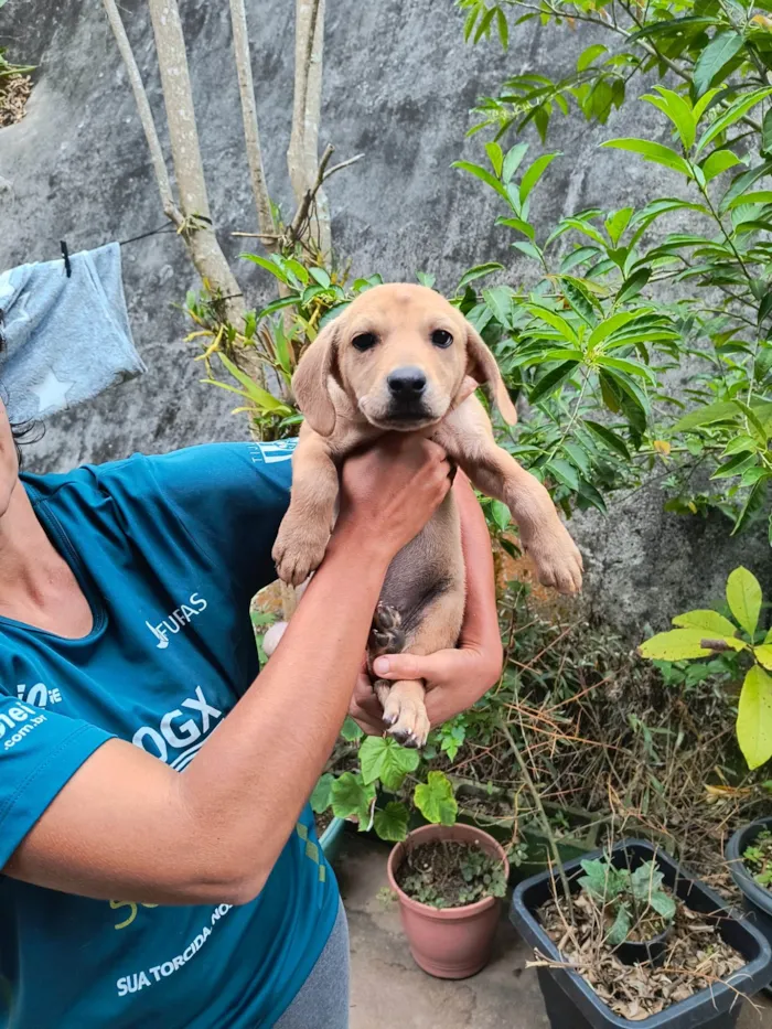 Cachorro ra a SRD-ViraLata idade 2 a 6 meses nome Ainda sem none