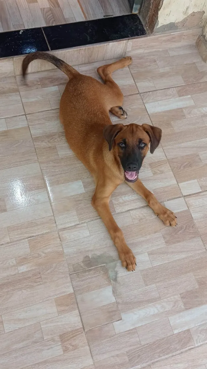 Cachorro ra a SRD-ViraLata idade 2 a 6 meses nome Thor