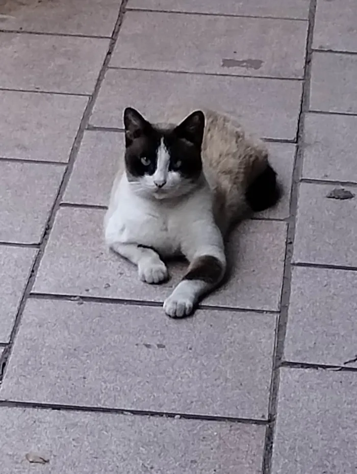 Gato ra a Siamês idade 5 anos nome Gorda 