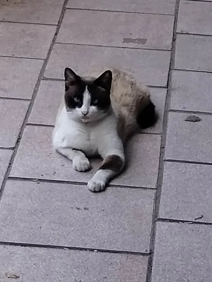 Gato ra a Siamês idade 5 anos nome Gorda 