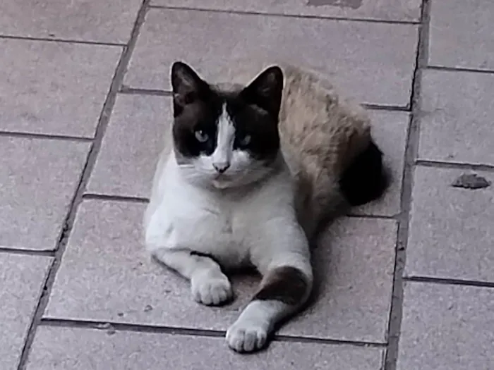 Gato ra a Siamês idade 5 anos nome Gorda 