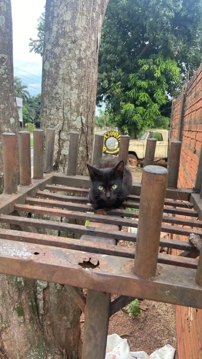 Gato ra a Exótico idade 2 a 6 meses nome não tem