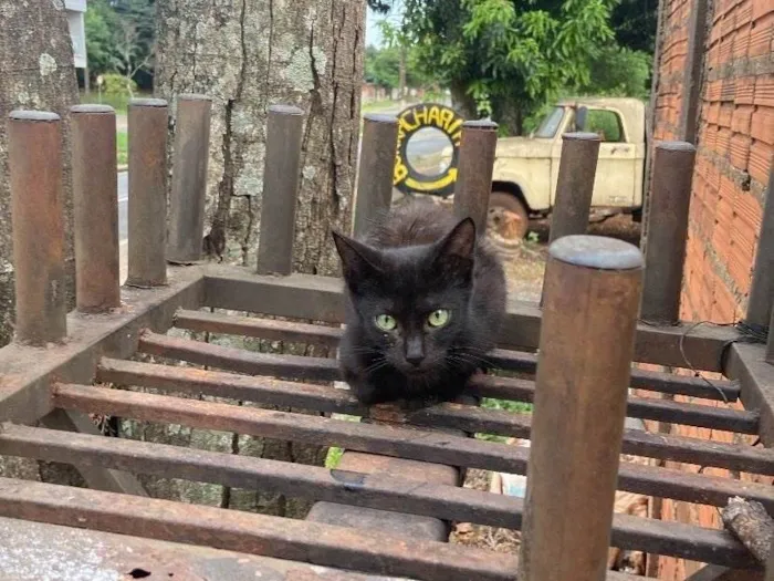 Gato ra a Exótico idade 2 a 6 meses nome não tem