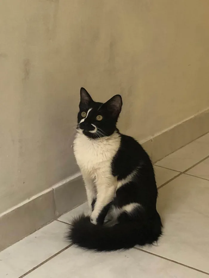 Gato ra a SRD-ViraLata idade 7 a 11 meses nome pretinho 