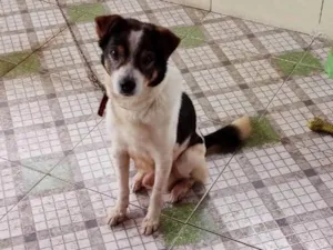 Cachorro raça SRD-ViraLata idade 6 ou mais anos nome Beethoven