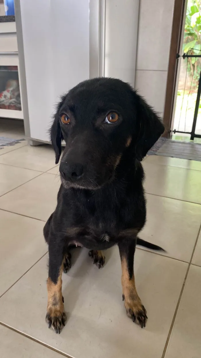 Cachorro ra a SRD-ViraLata idade 1 ano nome Dalva