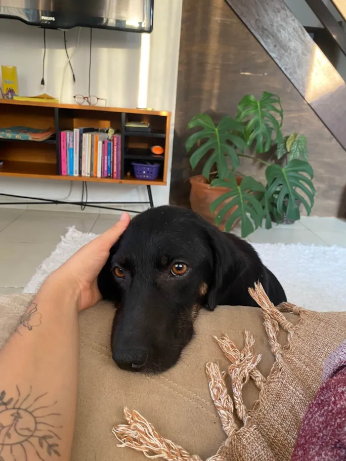 Cachorro ra a SRD-ViraLata idade 1 ano nome Dalva