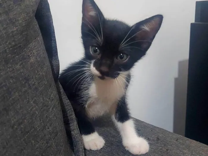 Gato ra a SRD-ViraLata idade Abaixo de 2 meses nome Zazu