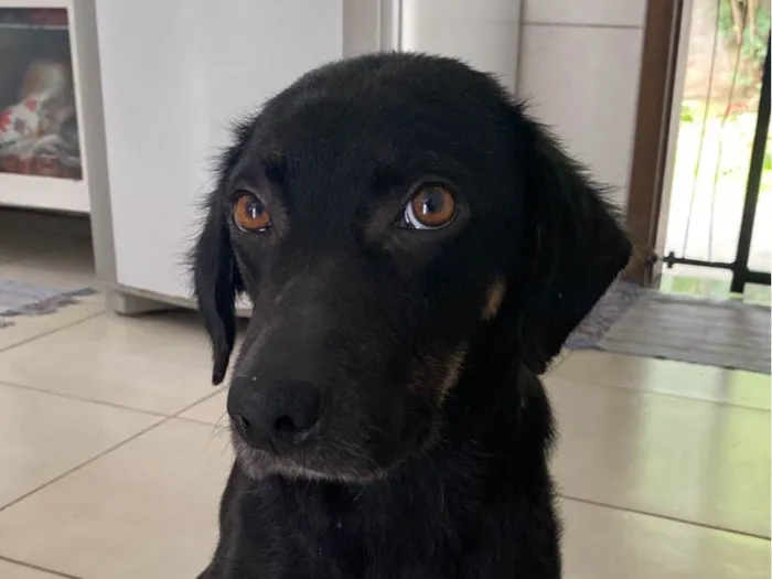 Cachorro ra a SRD-ViraLata idade 1 ano nome Dalva