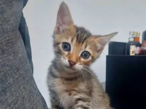 Gato raça SRD-ViraLata idade Abaixo de 2 meses nome Nala