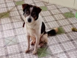 Cachorro raça SRD-ViraLata idade 6 ou mais anos nome Beethoven