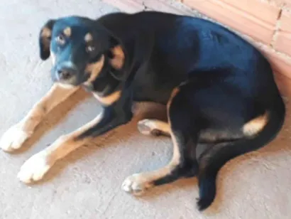 Cachorro raça SRD-ViraLata idade 7 a 11 meses nome Bela