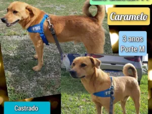 Cachorro raça SRD-ViraLata idade 3 anos nome Caramelo