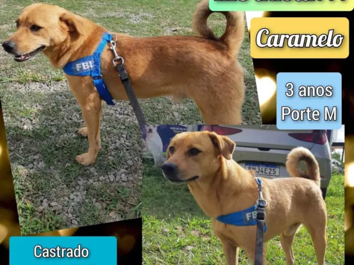 Cachorro ra a SRD-ViraLata idade 3 anos nome Caramelo