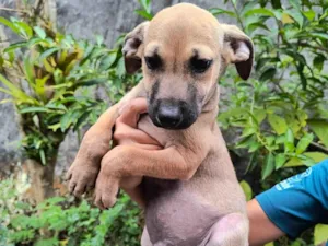 Cachorro raça SRD-ViraLata idade 2 a 6 meses nome Ainda sem none