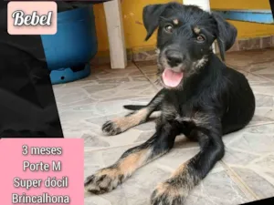 Cachorro raça SRD-ViraLata idade 2 a 6 meses nome Bebel