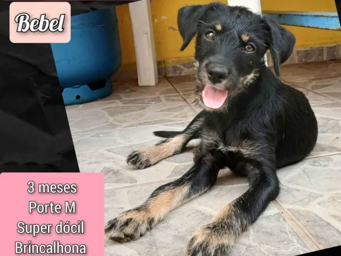 Cachorro ra a SRD-ViraLata idade 2 a 6 meses nome Bebel