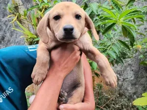 Cachorro raça SRD-ViraLata idade 2 a 6 meses nome Ainda sem none