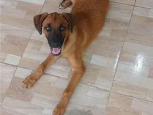 Cachorro raça SRD-ViraLata idade 2 a 6 meses nome Thor