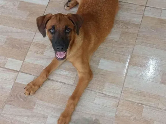 Cachorro ra a SRD-ViraLata idade 2 a 6 meses nome Thor