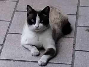 Gato raça Siamês idade 5 anos nome Gorda 