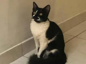 Gato raça SRD-ViraLata idade 7 a 11 meses nome pretinho 