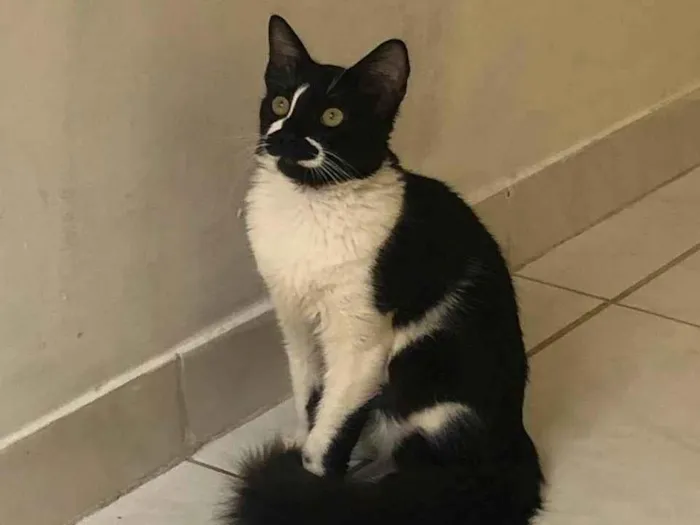 Gato ra a SRD-ViraLata idade 7 a 11 meses nome pretinho 