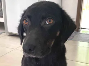 Cachorro raça SRD-ViraLata idade 1 ano nome Dalva