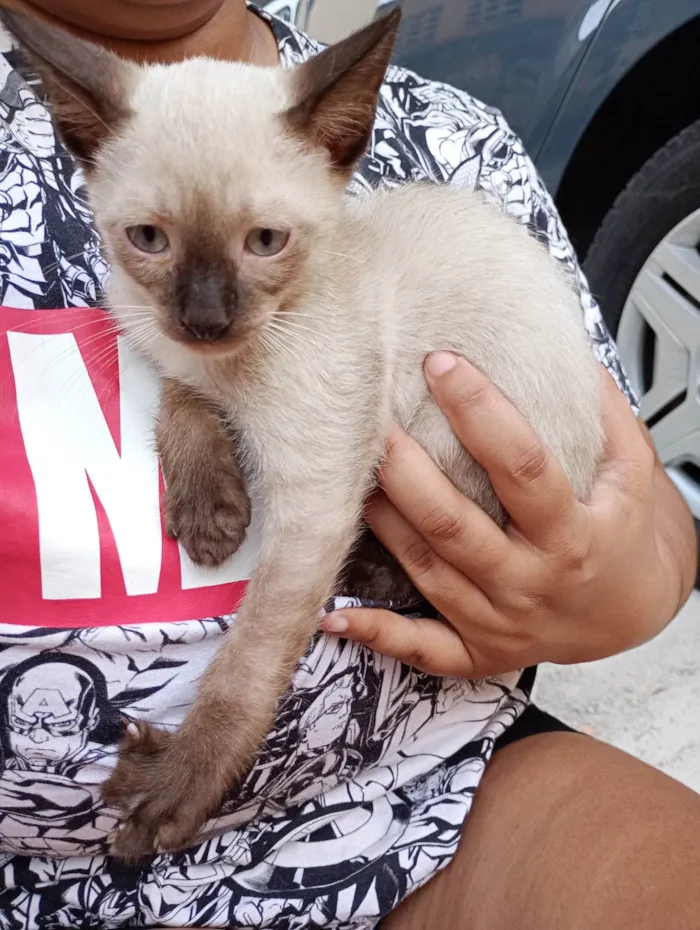 Gato ra a SRD-ViraLata idade 2 a 6 meses nome Yamal