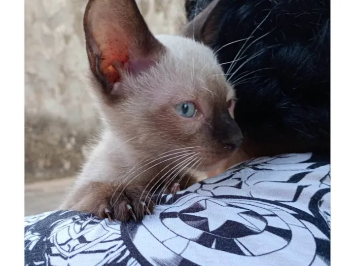 Gato ra a SRD-ViraLata idade 2 a 6 meses nome Yamal