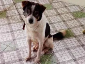 Cachorro raça SRD-ViraLata idade 6 ou mais anos nome Beethoven