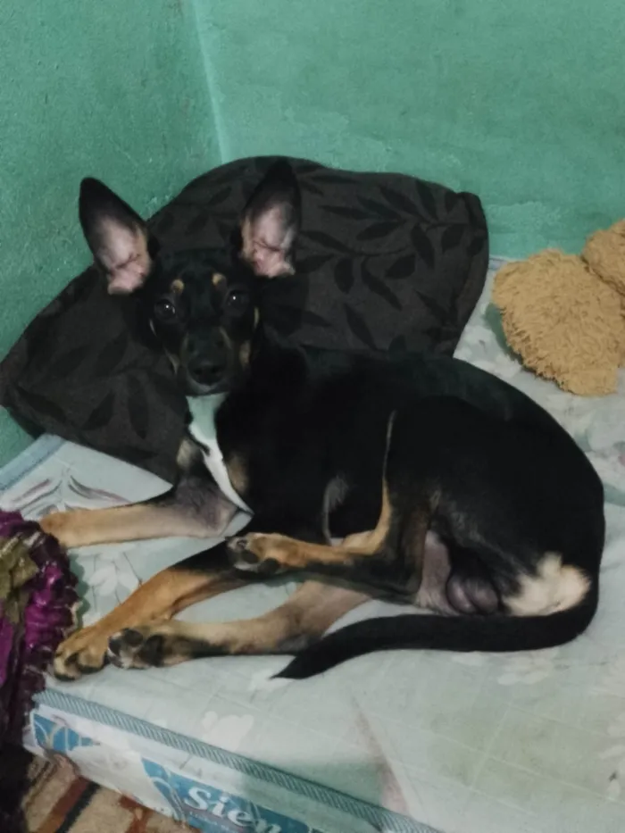 Cachorro ra a SRD-ViraLata idade 7 a 11 meses nome Marley