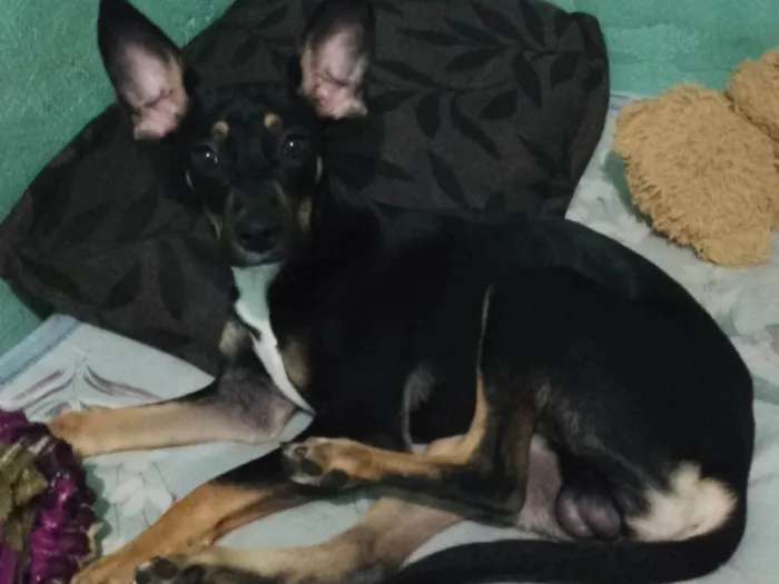 Cachorro ra a SRD-ViraLata idade 7 a 11 meses nome Marley