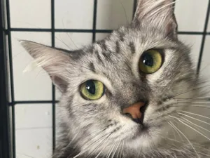 Gato raça SRD-ViraLata idade 7 a 11 meses nome NEBULOSA