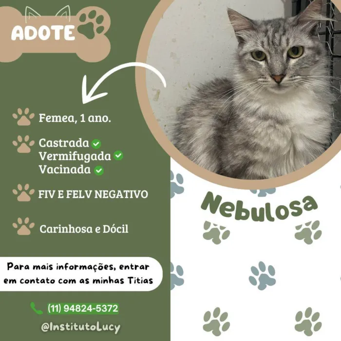 Gato ra a SRD-ViraLata idade 7 a 11 meses nome NEBULOSA