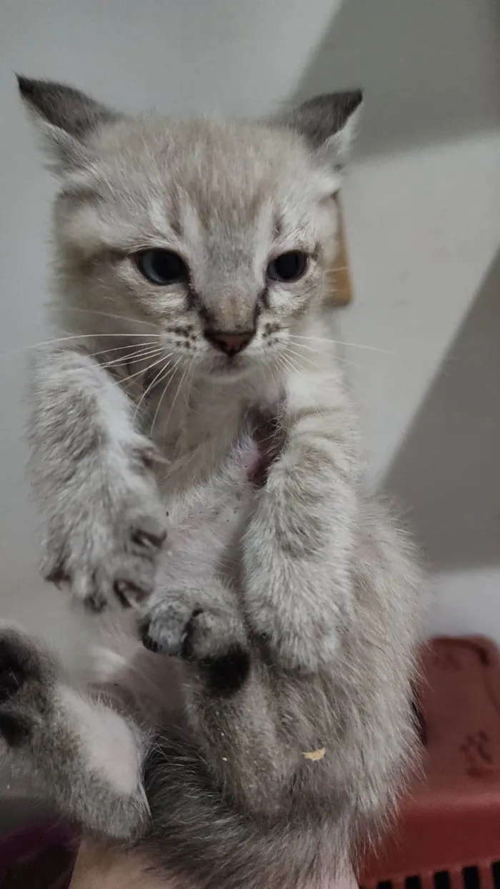 Gato ra a SRD-ViraLata idade 2 a 6 meses nome Cocada