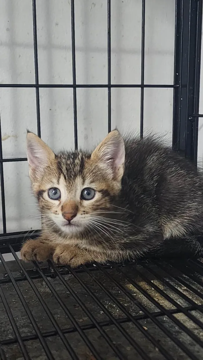 Gato ra a SRD-ViraLata idade 2 a 6 meses nome Jaguatirica