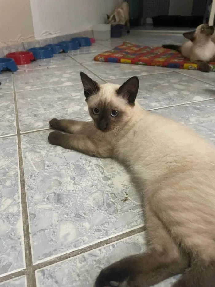 Gato ra a Siamês idade 2 a 6 meses nome Simão